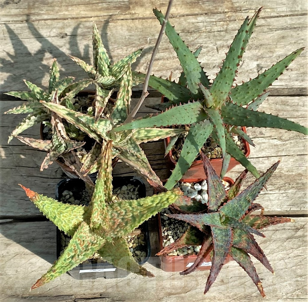 SET146 Aloe mix, 4 plants - Image 2