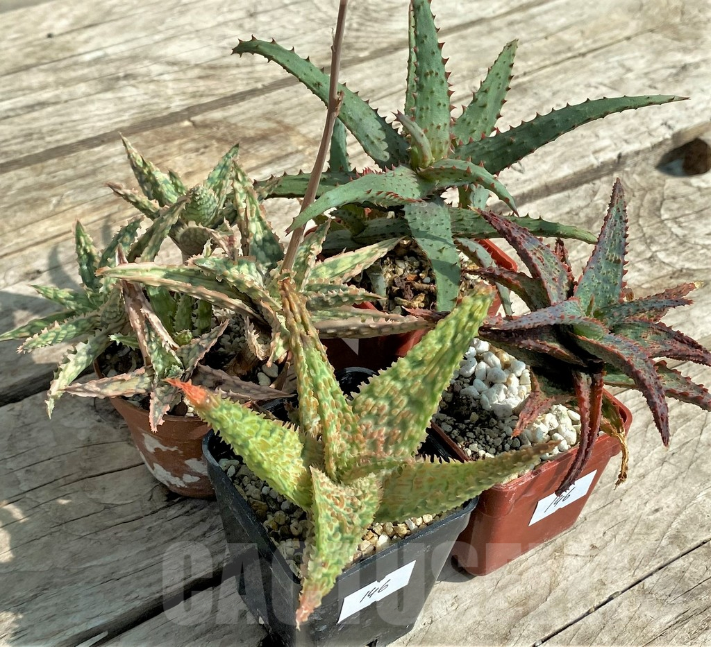 SET146 Aloe mix, 4 plants