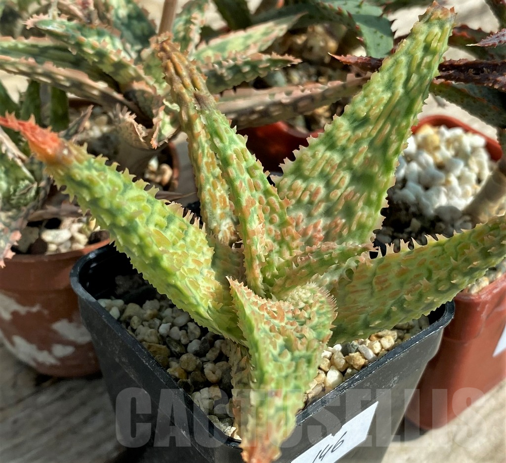 SET146 Aloe mix, 4 plants - Image 3