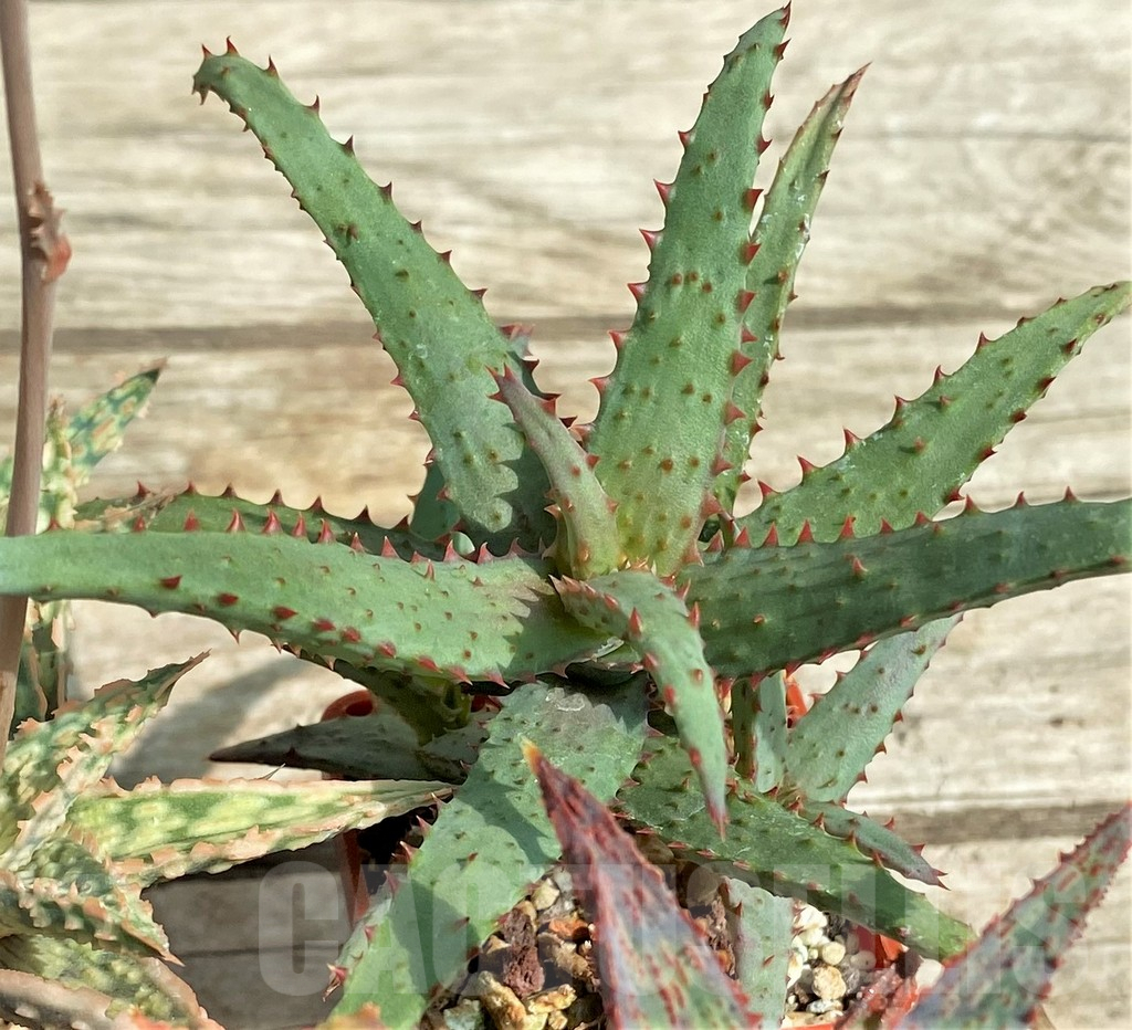 SET146 Aloe mix, 4 plants - Image 4