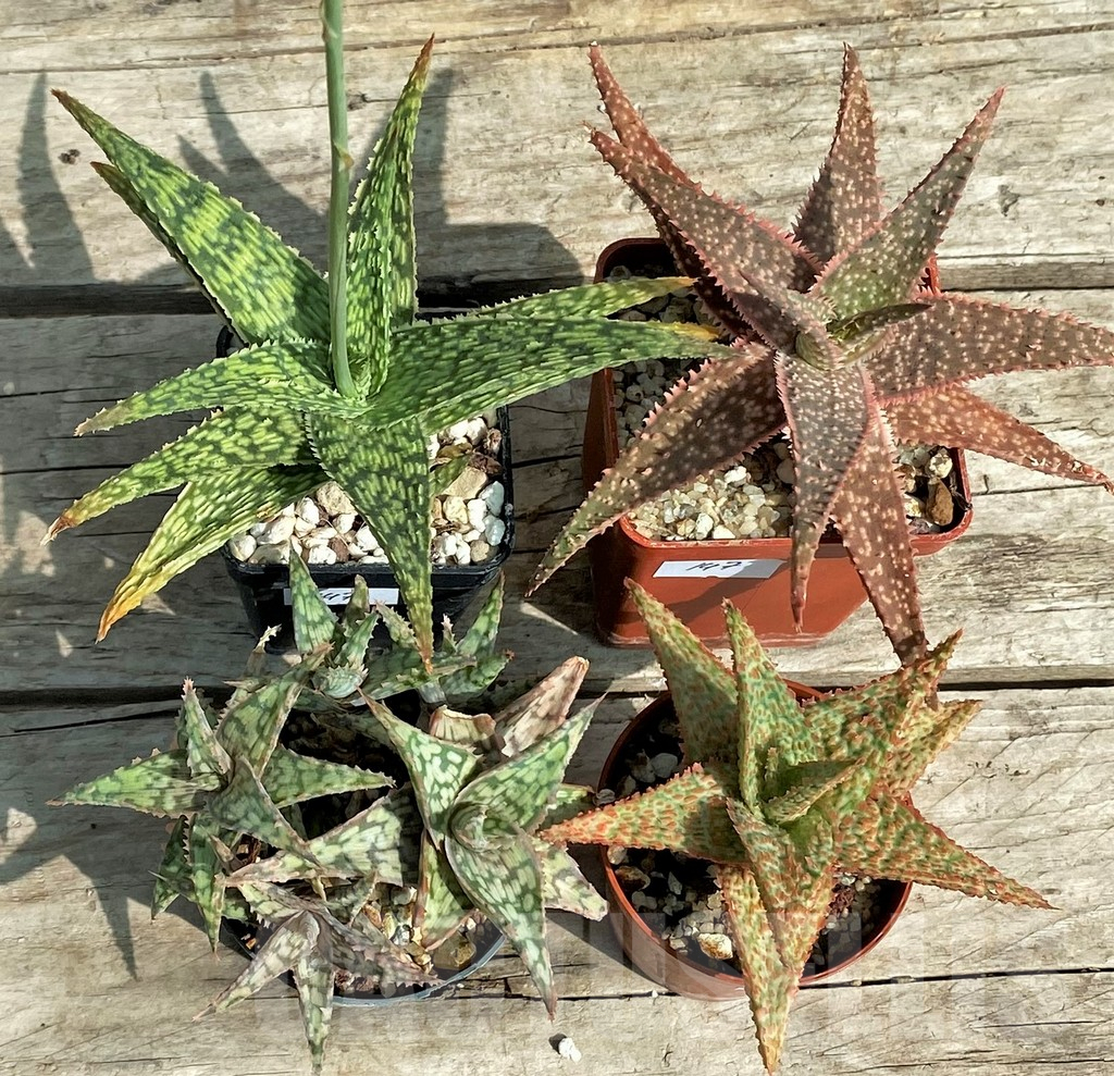 SET147 Aloe mix, 4 plants - Image 2