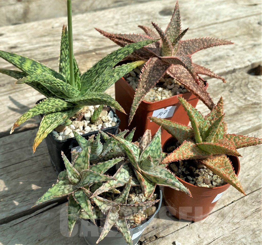 SET147 Aloe mix, 4 plants