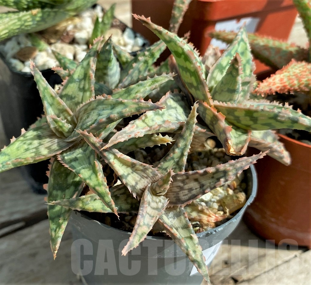 SET147 Aloe mix, 4 plants - Image 3