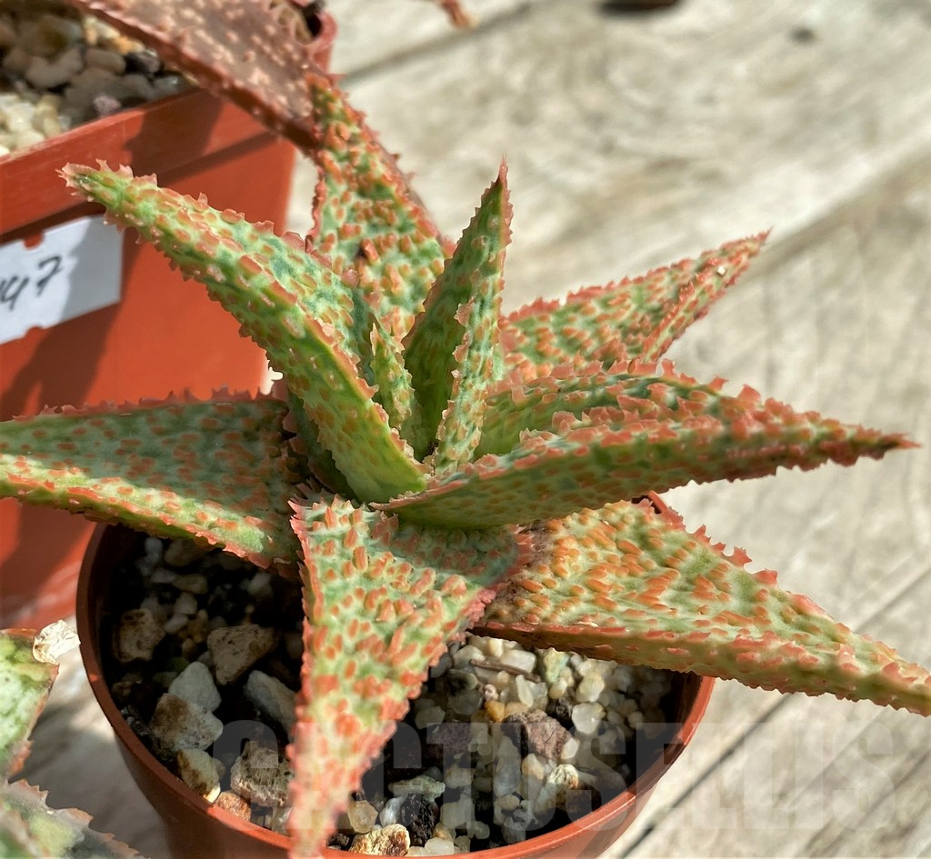 SET147 Aloe mix, 4 plants - Image 4