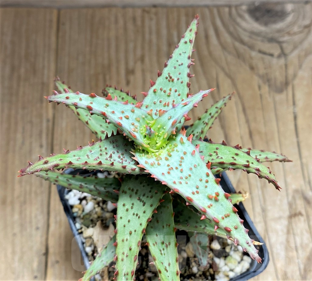 SHPR31688 Aloe TCT castilloniae hybrid - Image 2