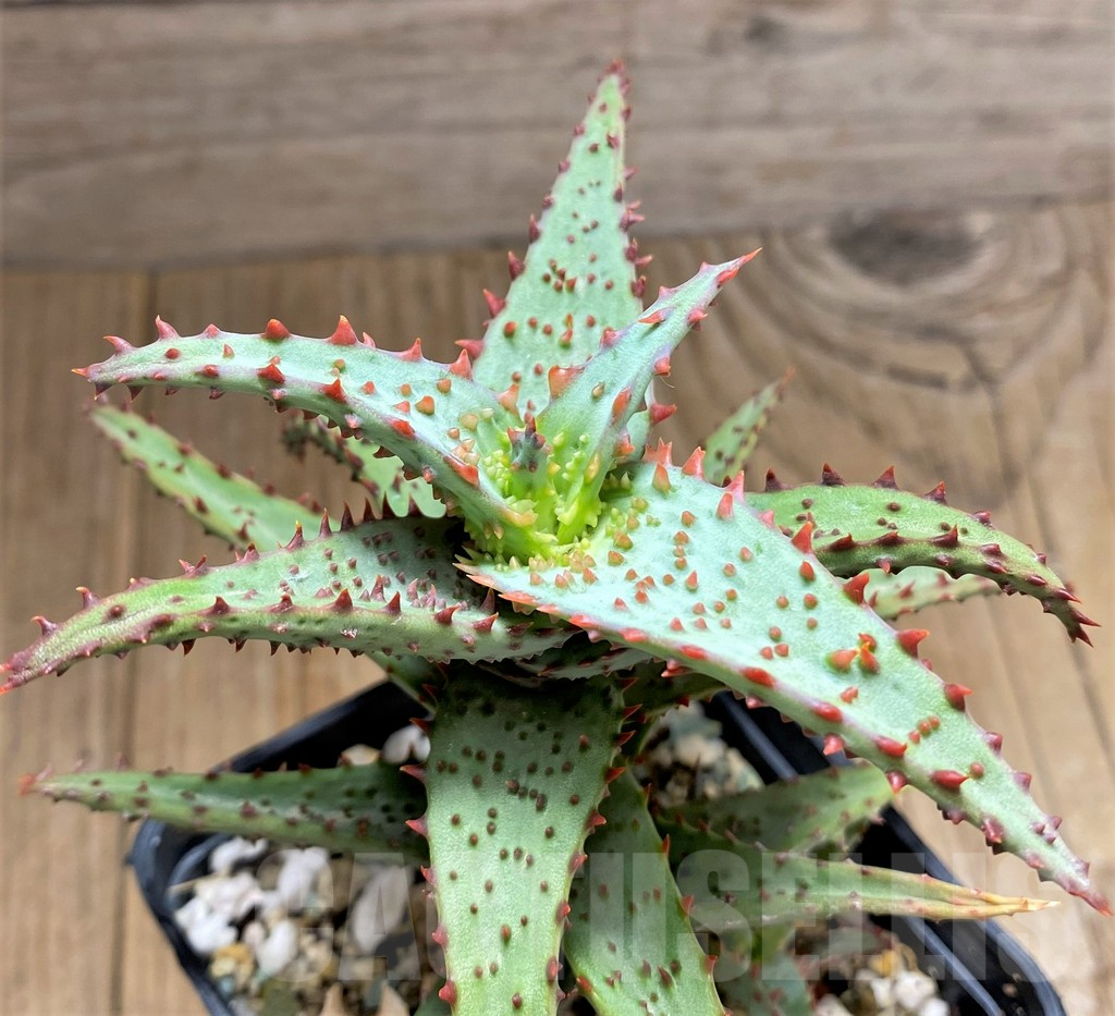 SHPR31688 Aloe TCT castilloniae hybrid