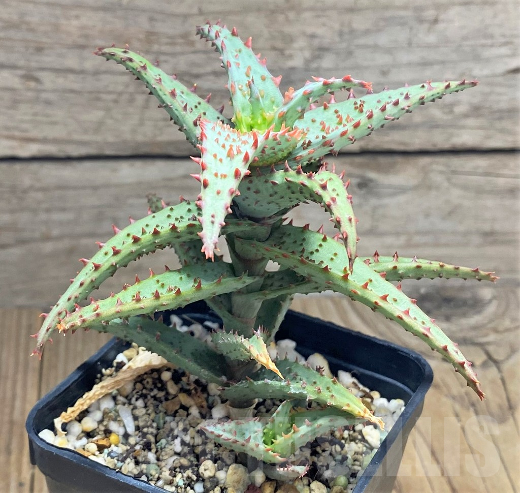 SHPR31688 Aloe TCT castilloniae hybrid - Image 3