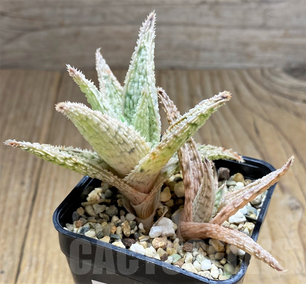 SHPR31690 Aloe hybrid – Image 2