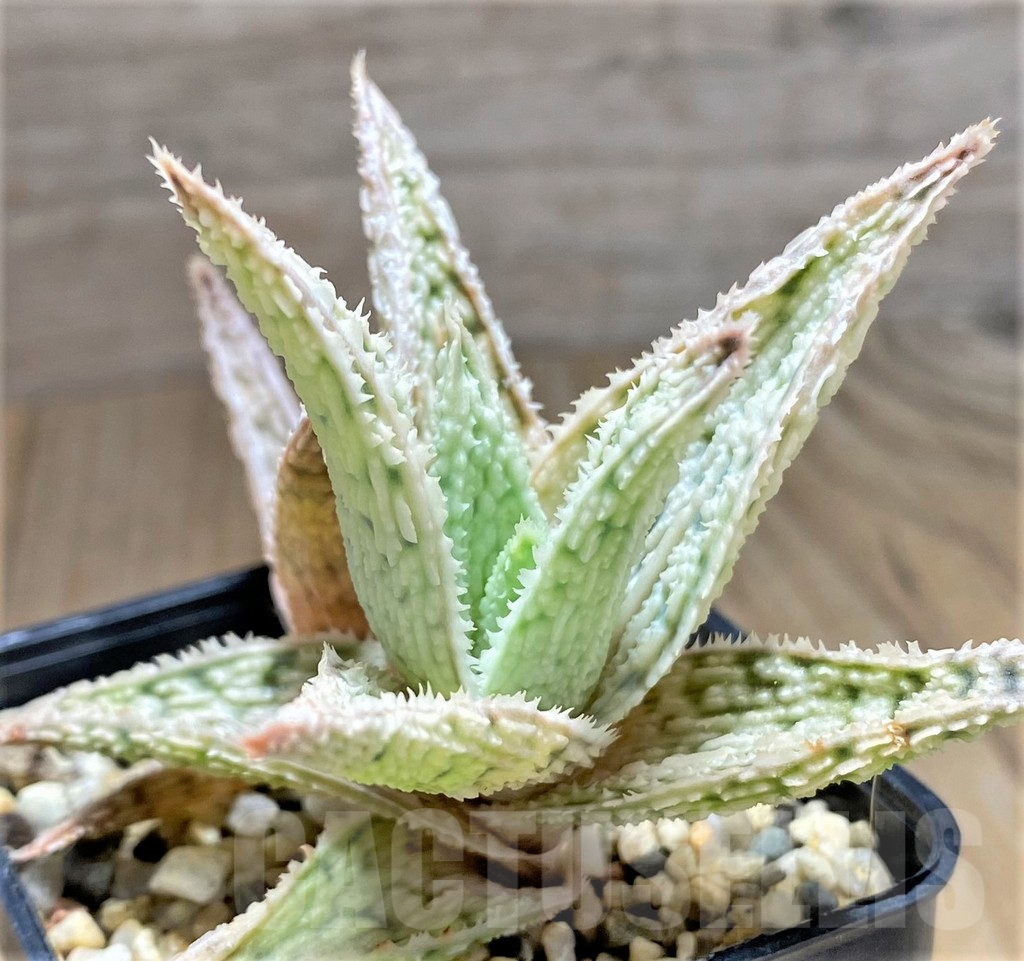 SHPR31690 Aloe hybrid
