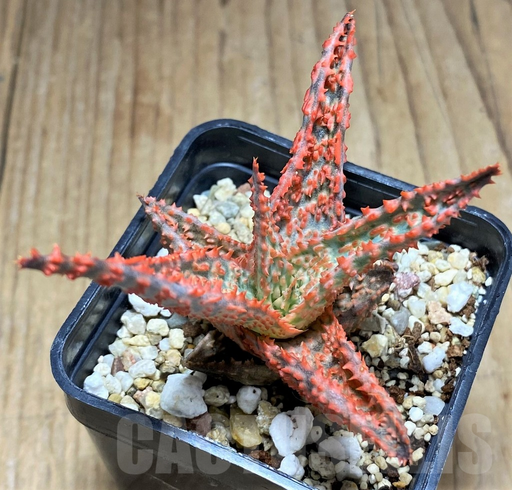 SHPR31692 Aloe hybrid – Bild 2