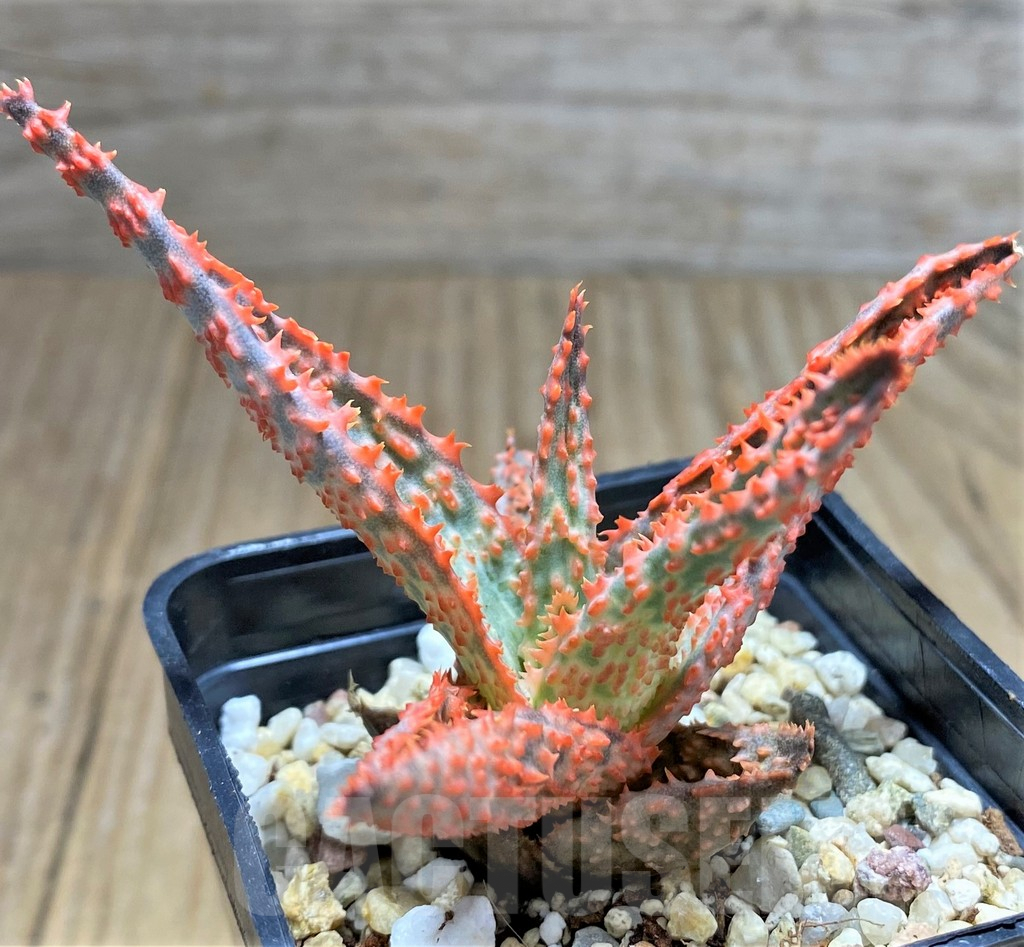 SHPR31692 Aloe hybrid