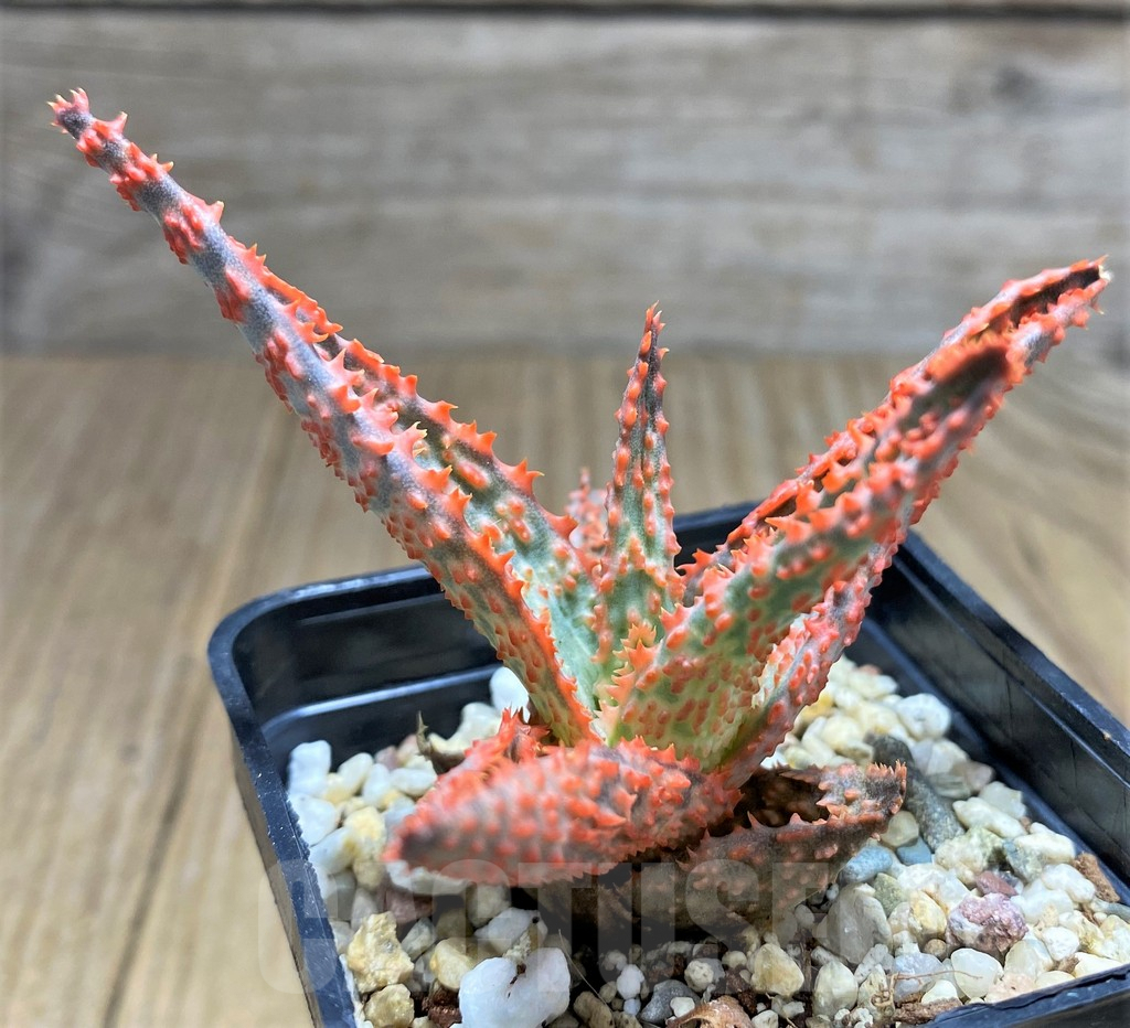 SHPR31692 Aloe hybrid – Bild 3