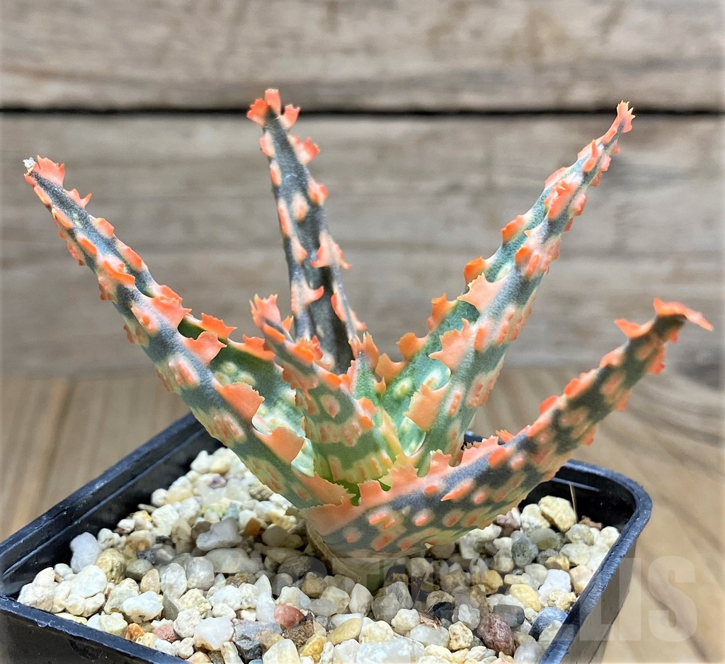 SHPR31693 Aloe TCT hybrid – Bild 3