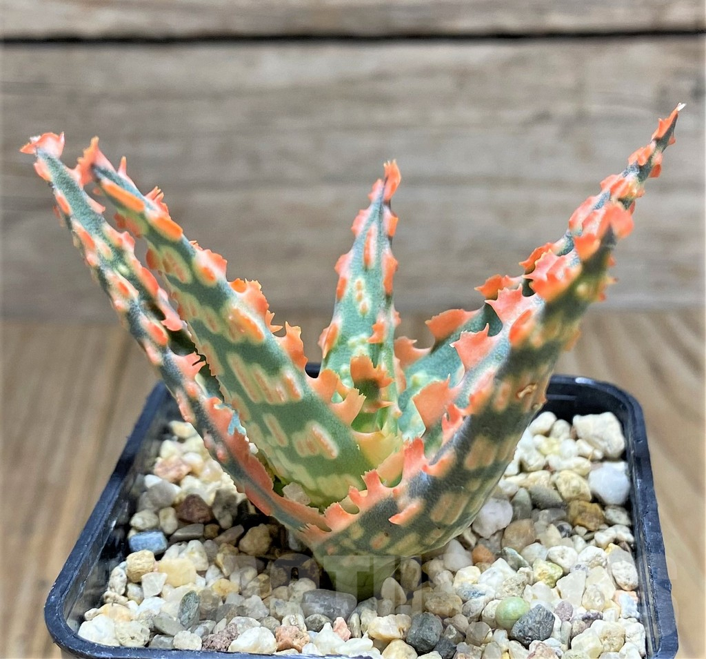 SHPR31693 Aloe TCT hybrid – Bild 2