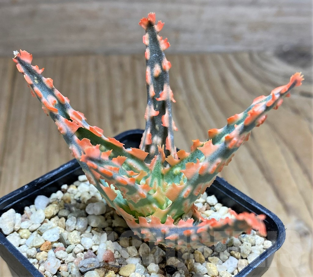 SHPR31693 Aloe TCT hybrid