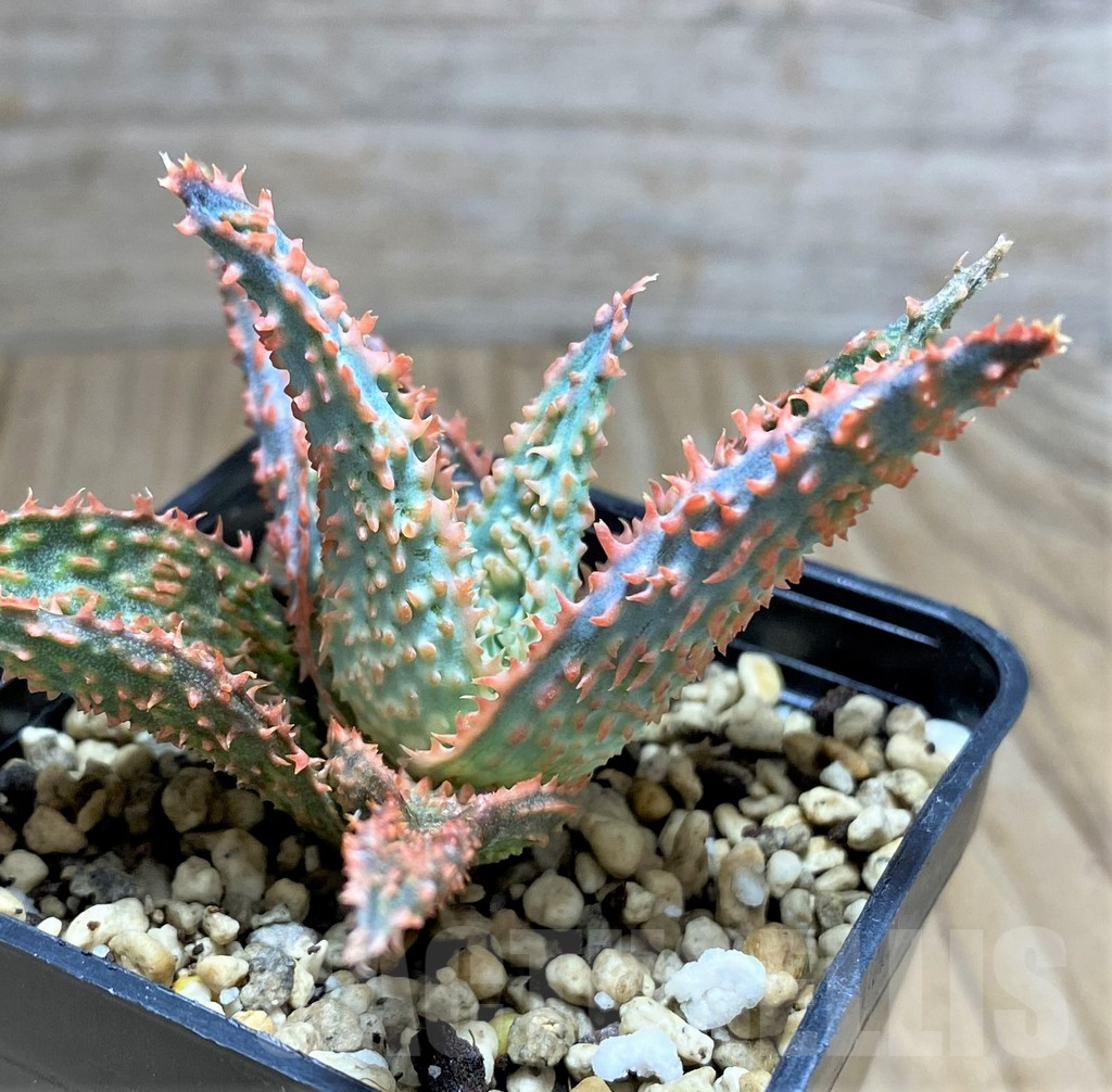 SHPR31694 Aloe hybrid – Bild 2