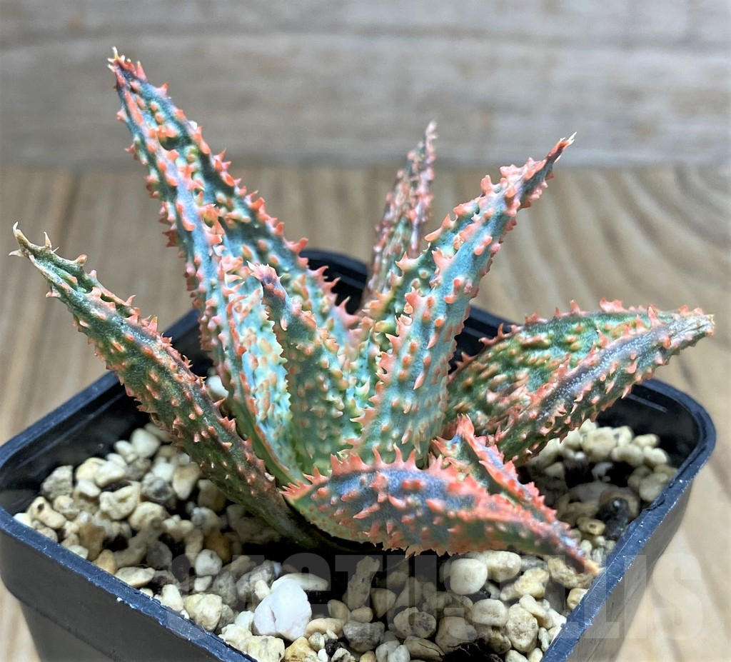 SHPR31694 Aloe hybrid