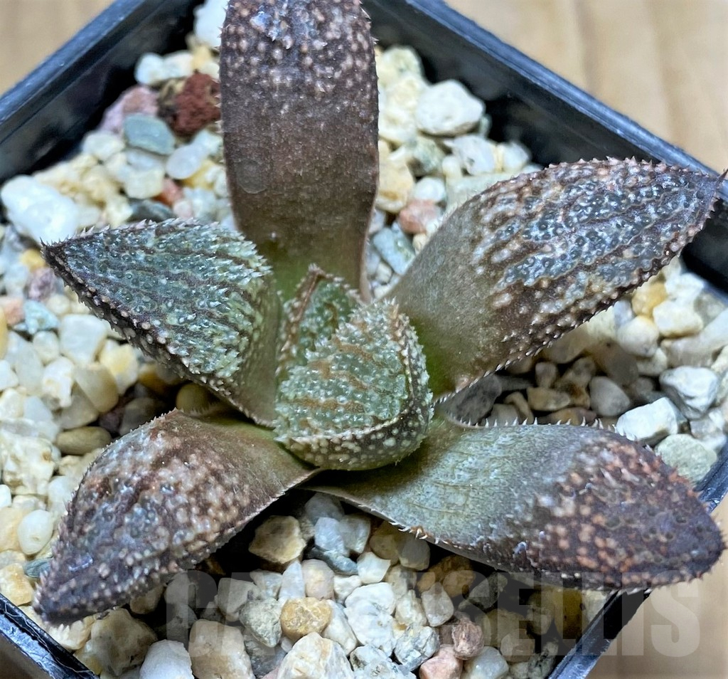 SHPR31704 Haworthia 'Pink Lady' hybrid F2 – Image 2