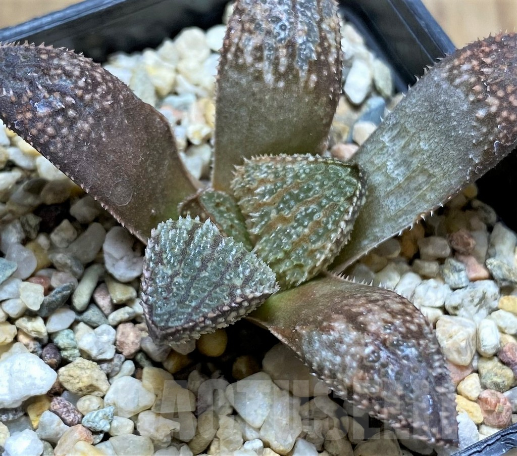 SHPR31704 Haworthia 'Pink Lady' hybrid F2