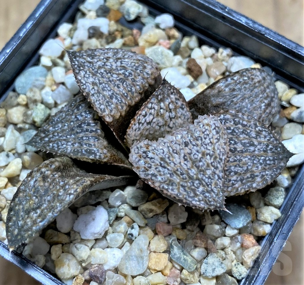 SHPR31705 Haworthia magnifica v. splendens GM452 – Image 2