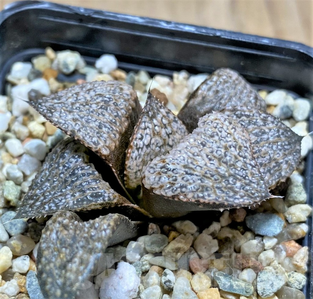 SHPR31705 Haworthia magnifica v. splendens GM452