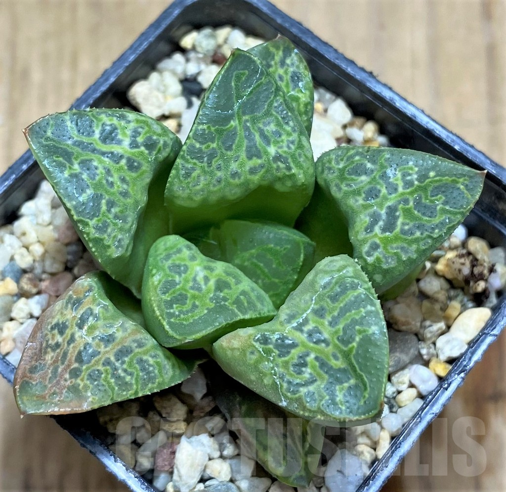 SHPR31707 Haworthia 'Kamen Butokai' – Image 2