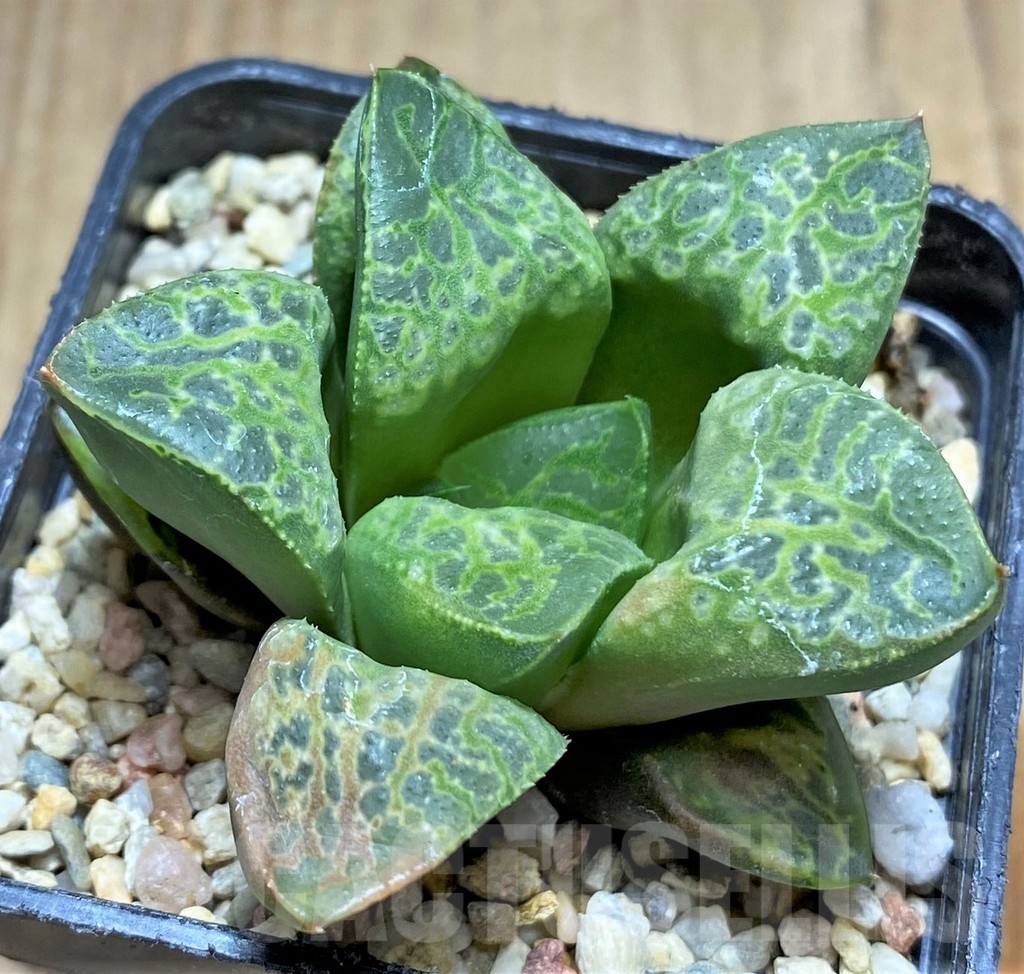 SHPR31707 Haworthia 'Kamen Butokai'