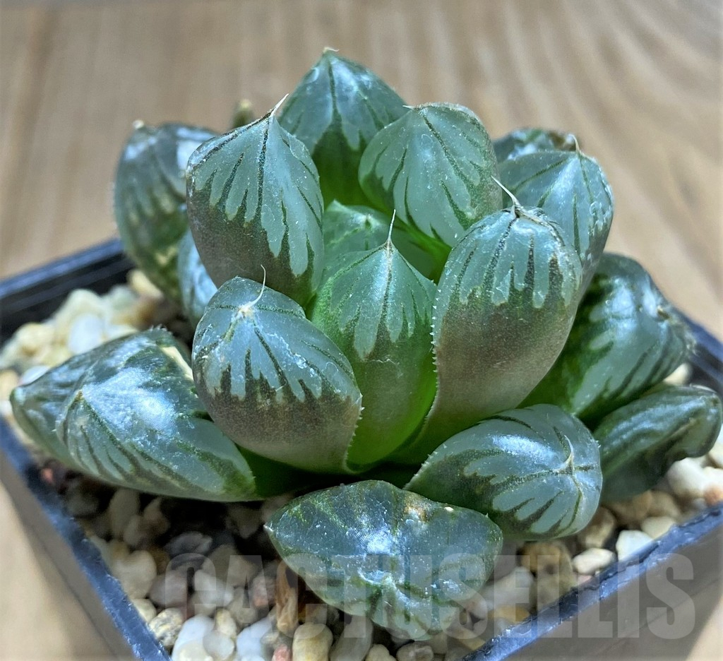 SHPR31708 Haworthia obtusa 'Crystal'