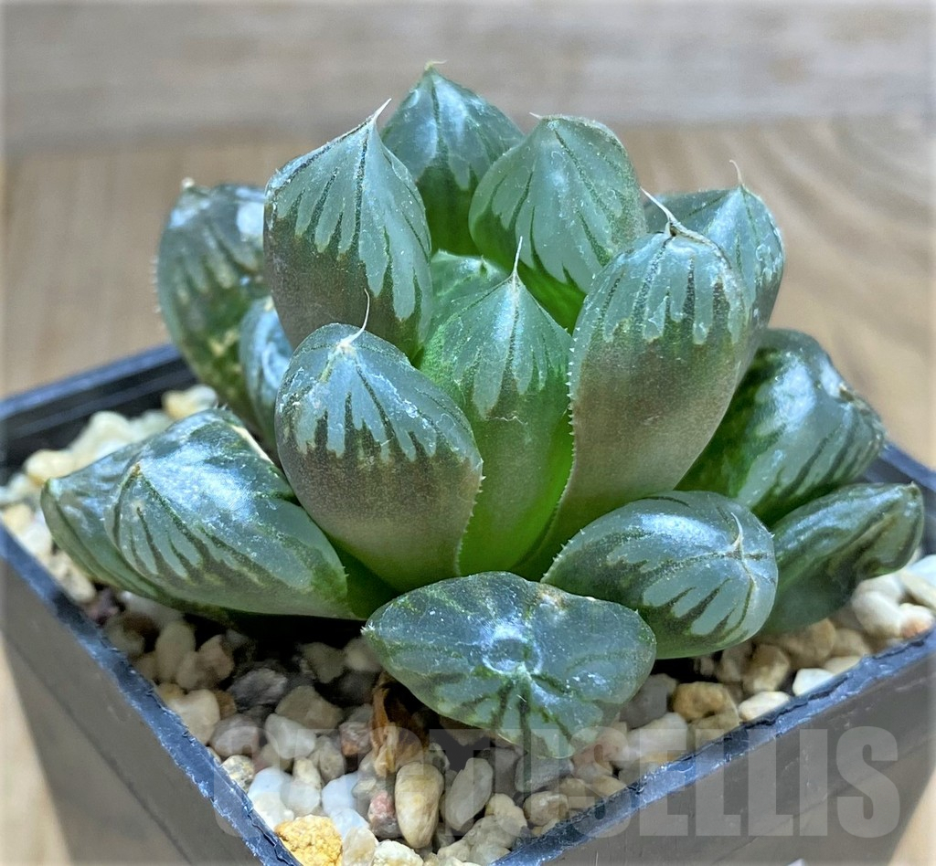 SHPR31708 Haworthia obtusa 'Crystal' - Зображення 2