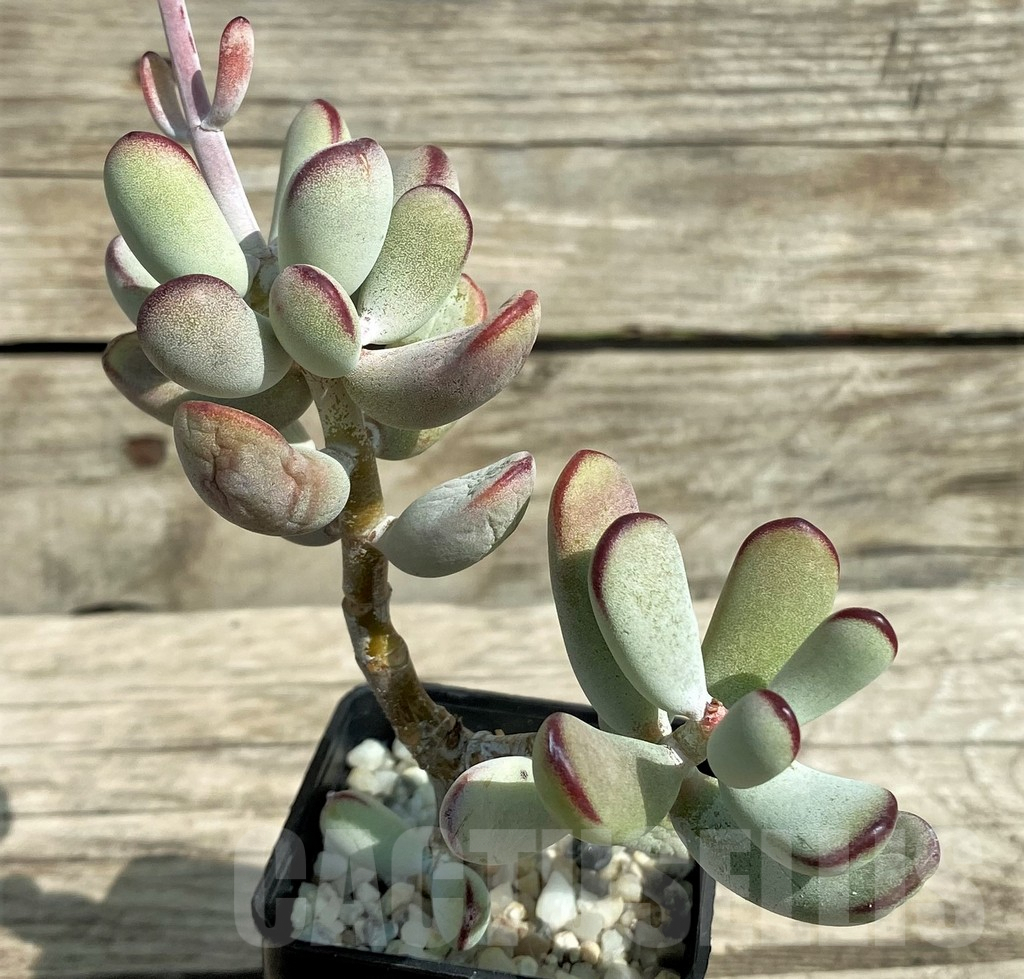 SHPR31710 Cotyledon orbiculata 'Oophylla' - Obrázek 2