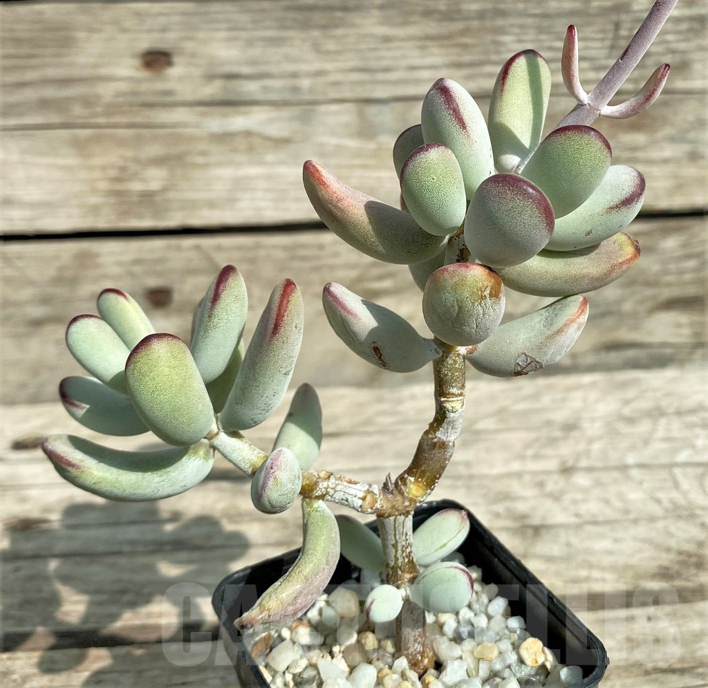 SHPR31710 Cotyledon orbiculata 'Oophylla'