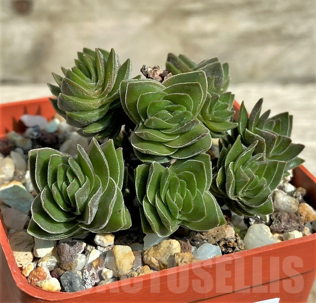 SHPR31711 Crassula 'Buddha's Temple'