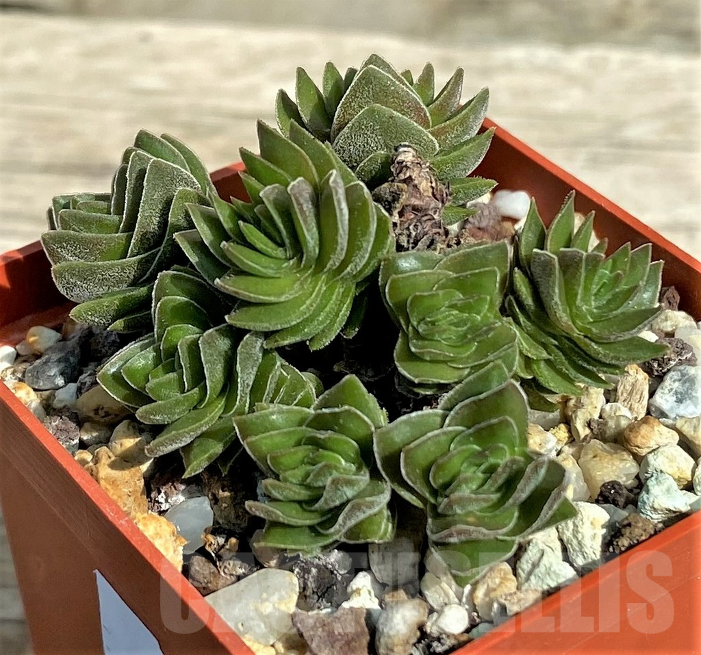 SHPR31711 Crassula 'Buddha's Temple' - Obrázek 2