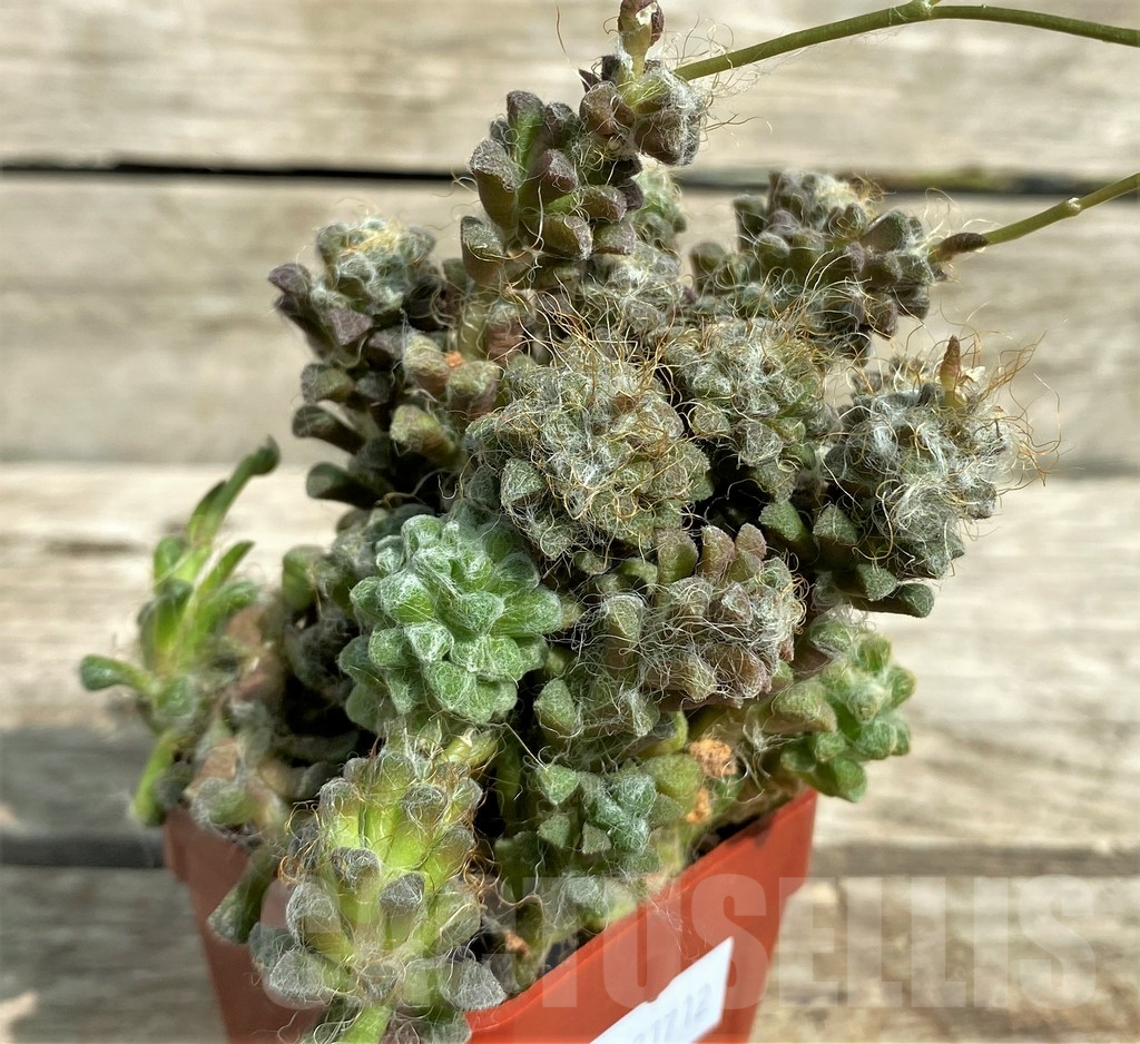 SHPR31712 Anacampseros arachnoides - Imagen 2