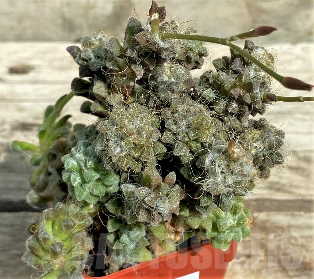 SHPR31712 Anacampseros arachnoides