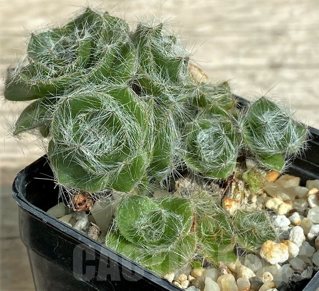 SHPR31713 Crassula barbata