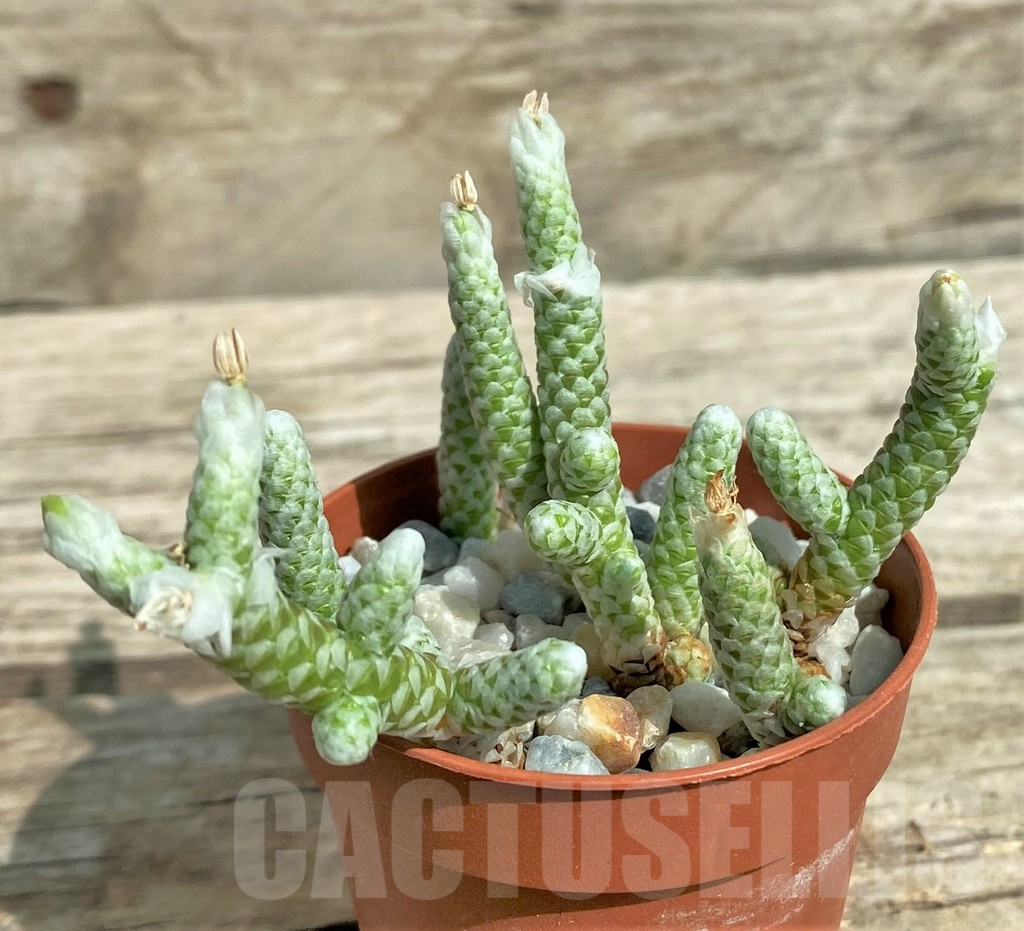 SHPR31714 Avonia albissima