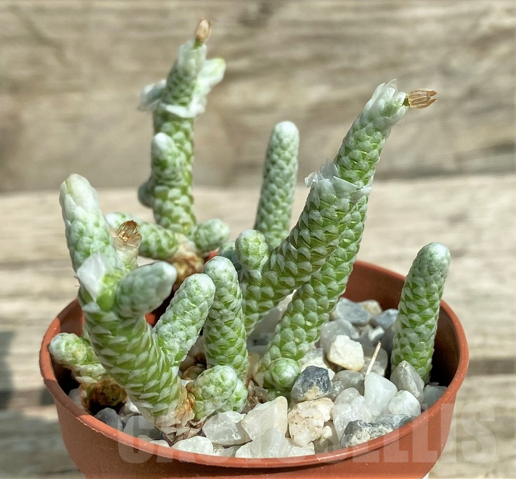 SHPR31714 Avonia albissima - Imagen 2