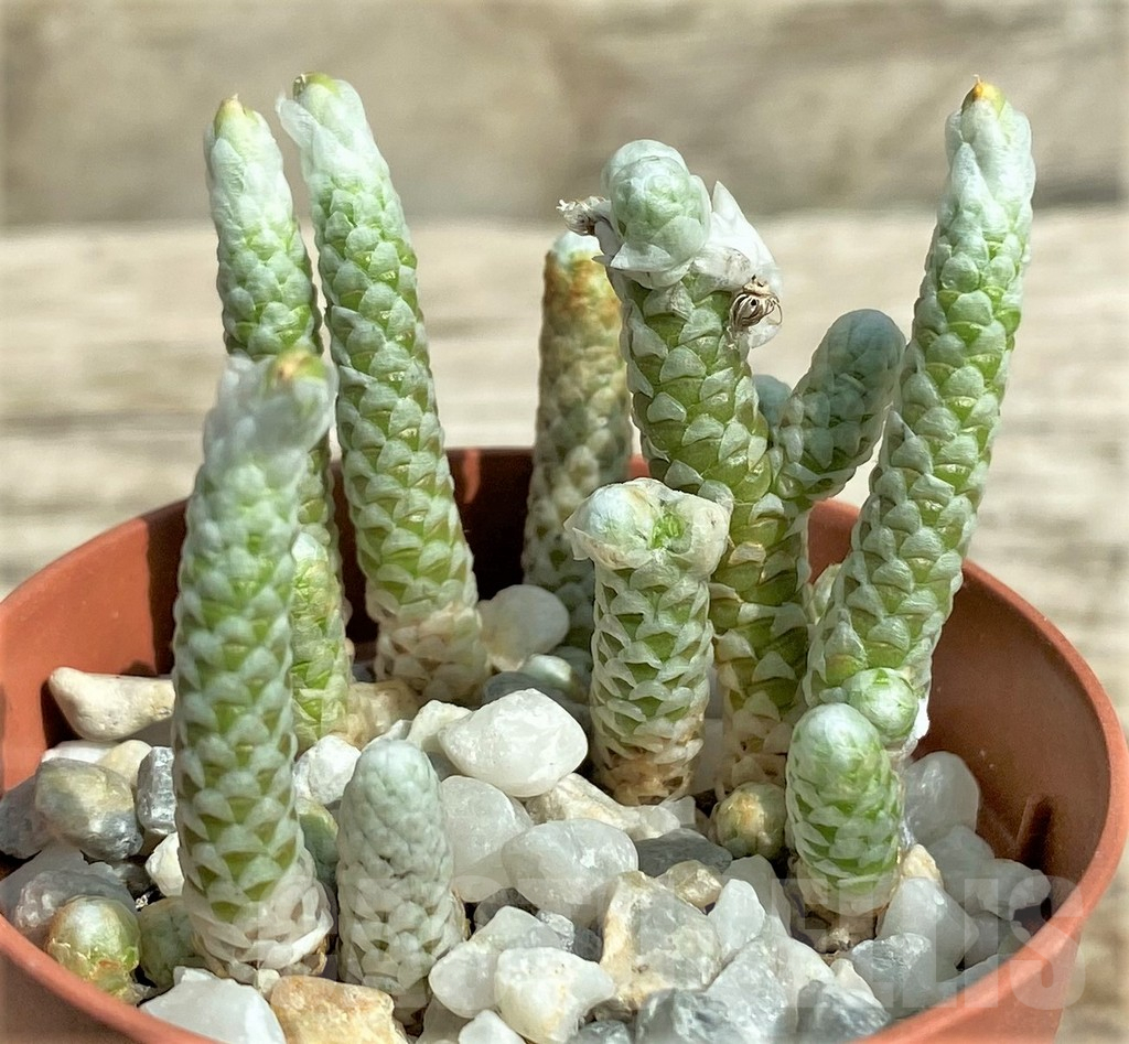 SHPR31715 Avonia albissima