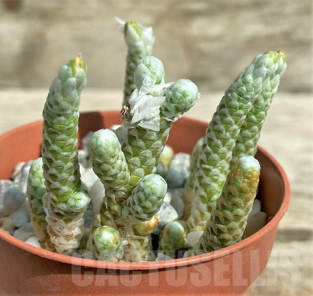 SHPR31715 Avonia albissima - Imagen 2