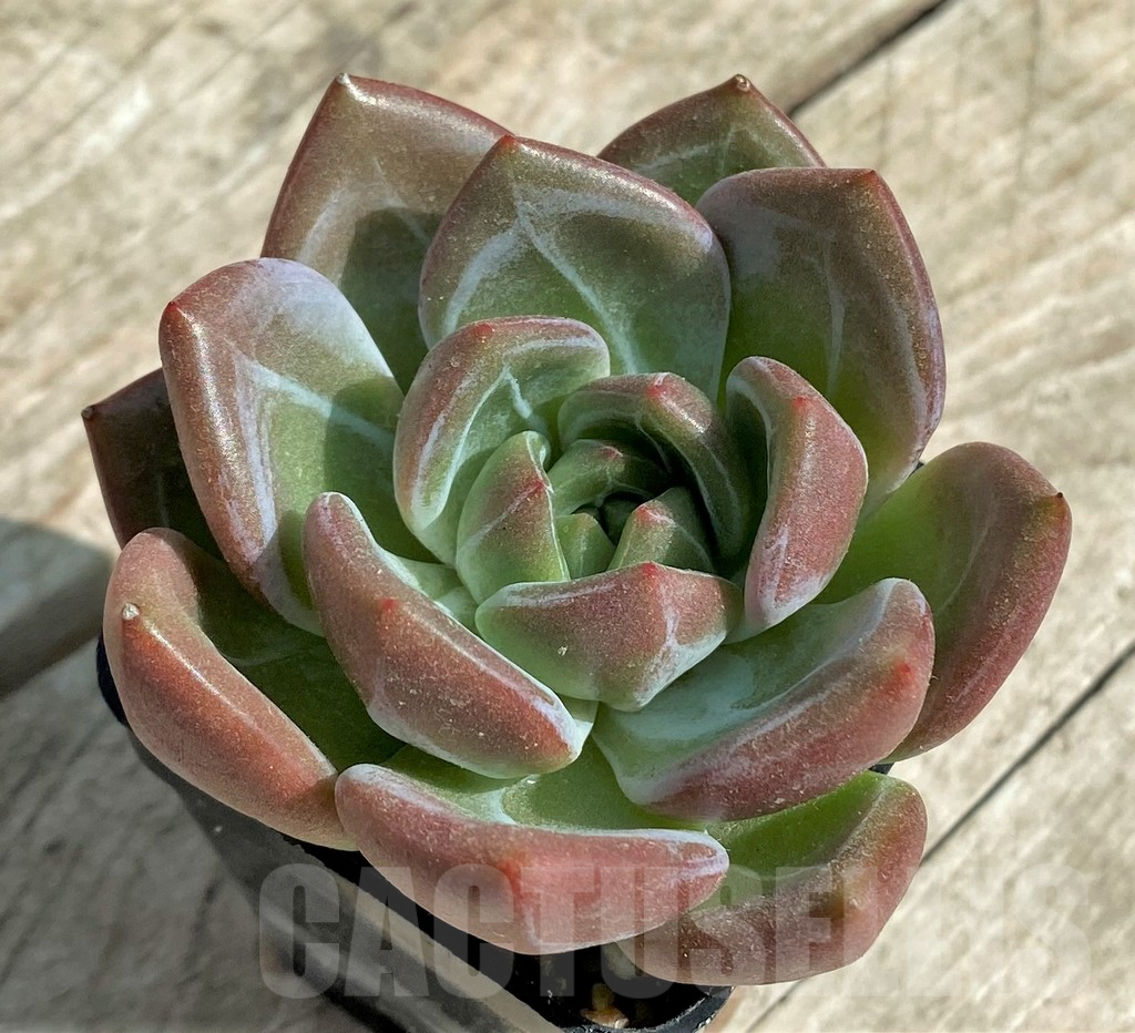 SHPR31717 Echeveria agavoides hybrid - Image 2