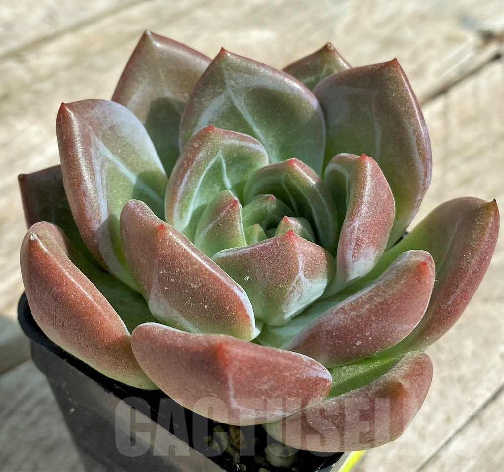 SHPR31717 Echeveria agavoides hybrid