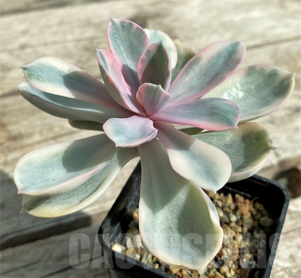 SHPR31718 Echeveria 'Rainbow' - Image 2