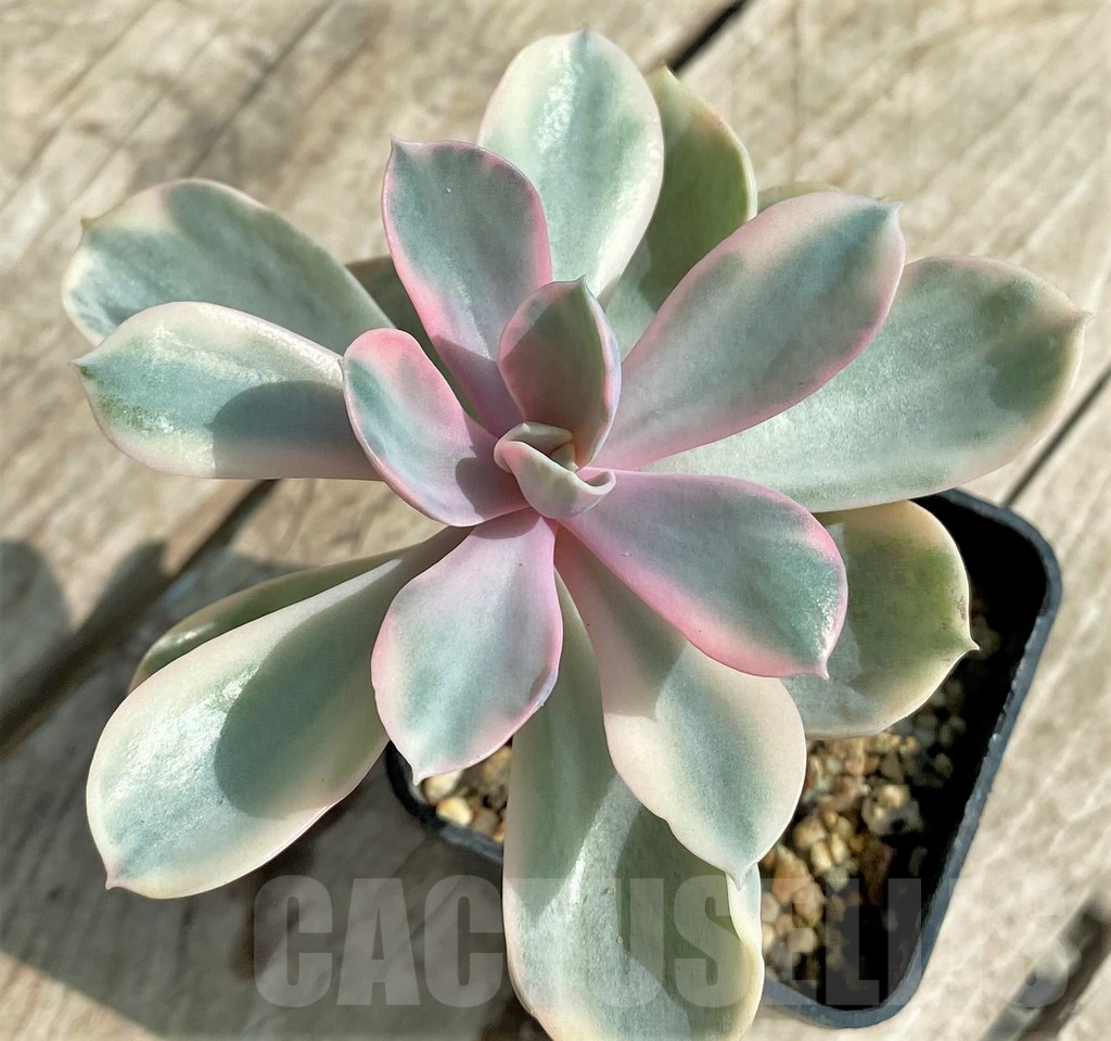 SHPR31718 Echeveria 'Rainbow'