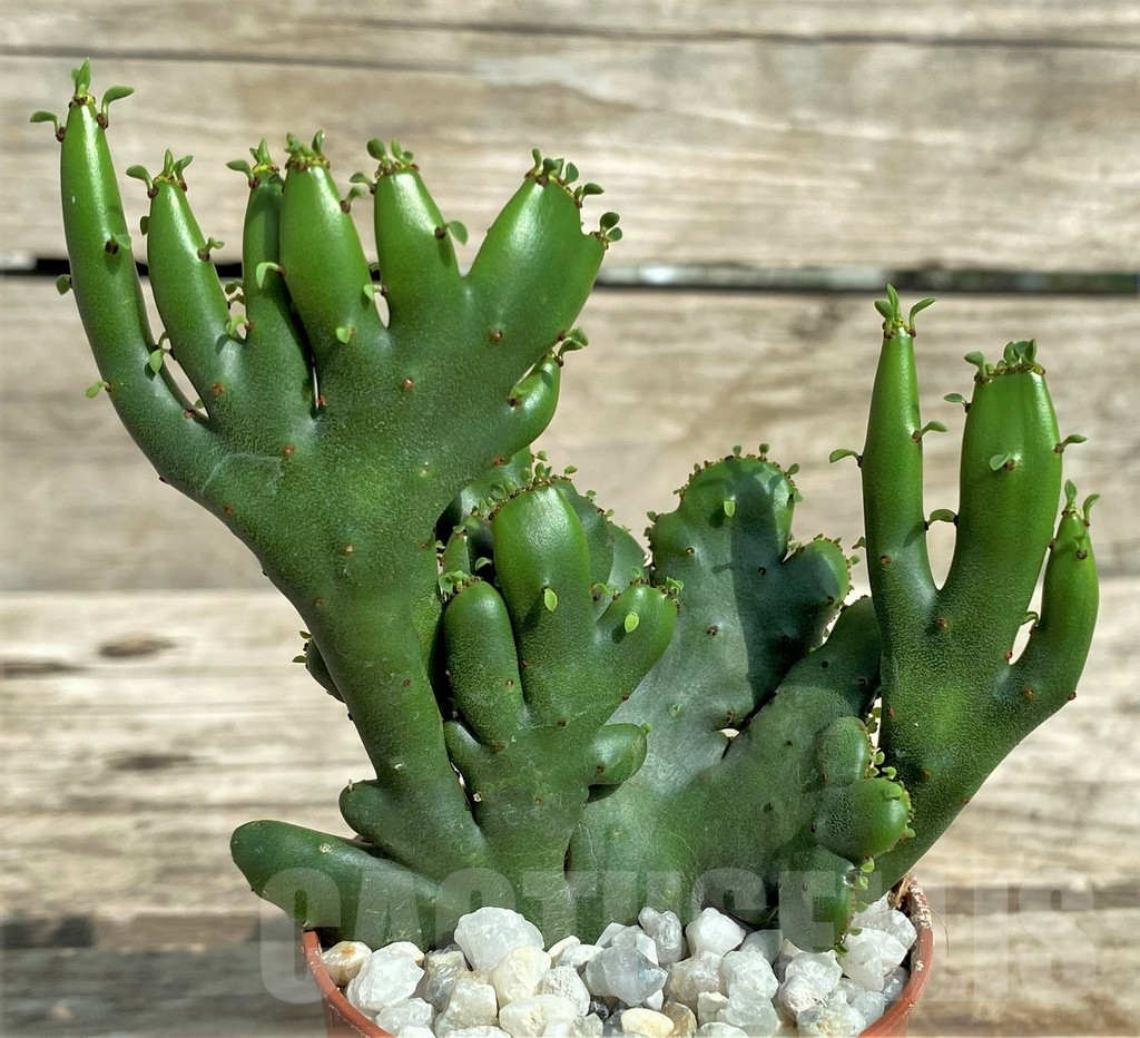 SHPR31724 Euphorbia leucodendron f. cristata