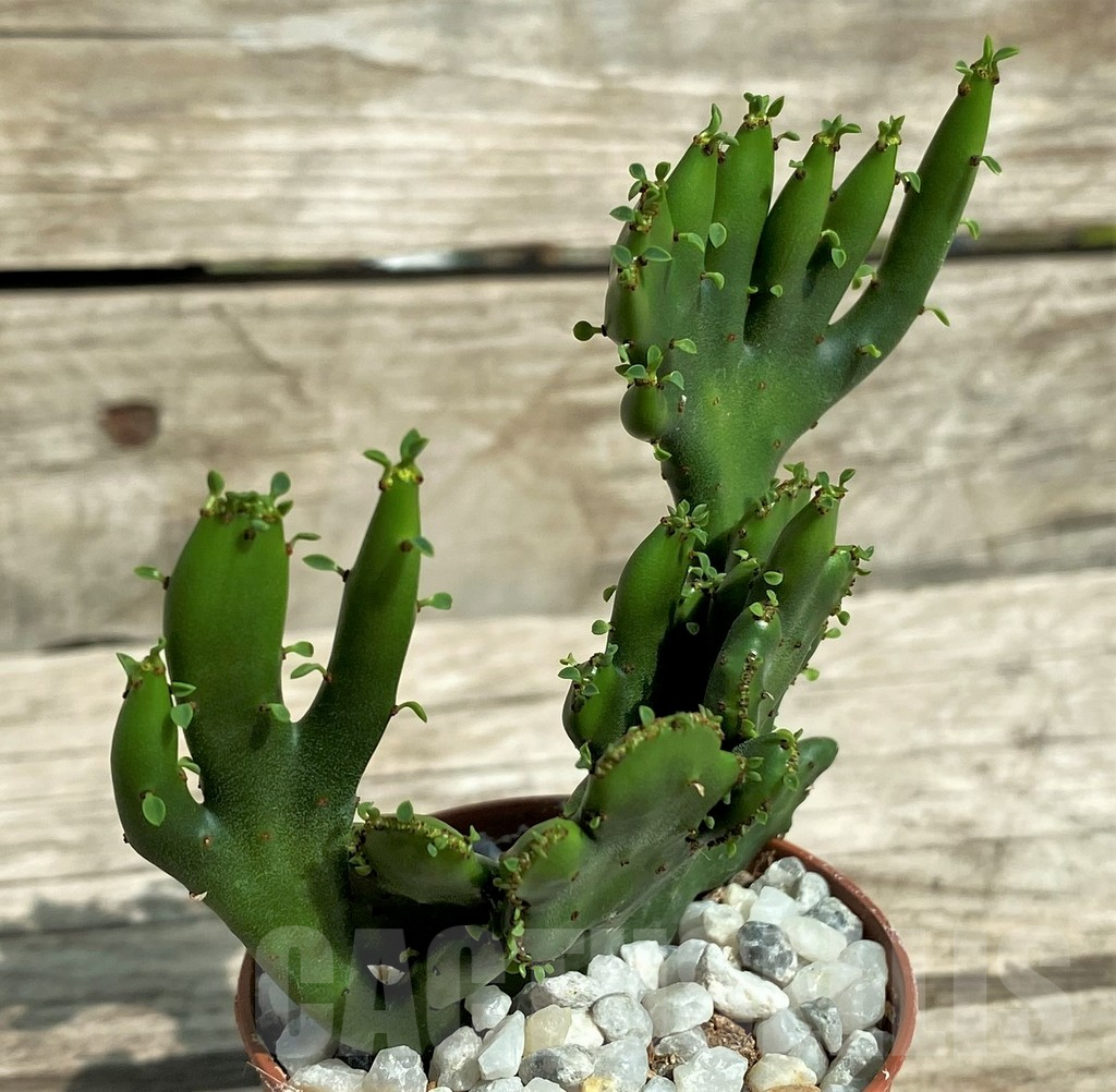 SHPR31724 Euphorbia leucodendron f. cristata - Imagen 2