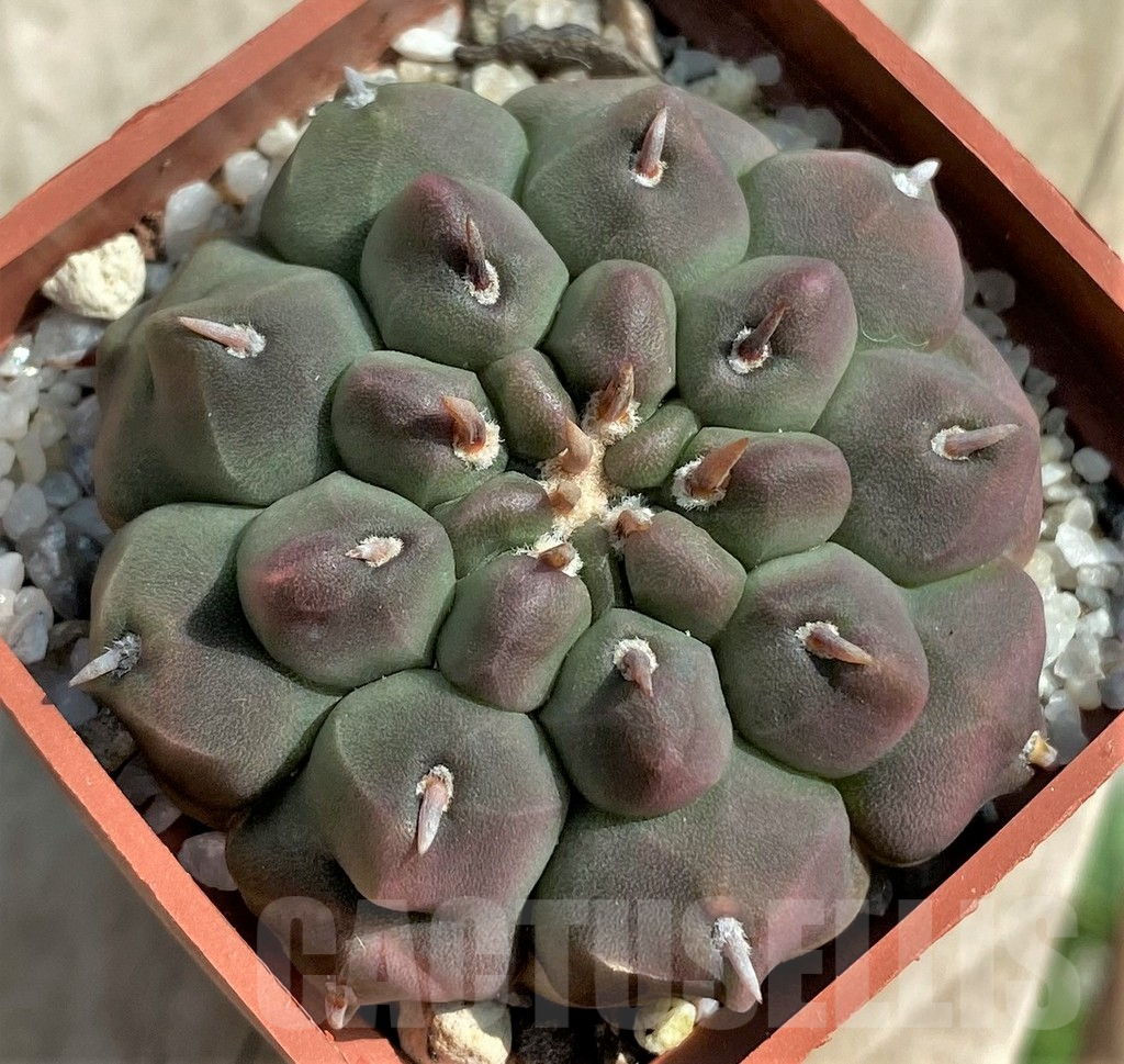SHPR31727 Gymnocalycium vatteri v. unguispinum – Image 2