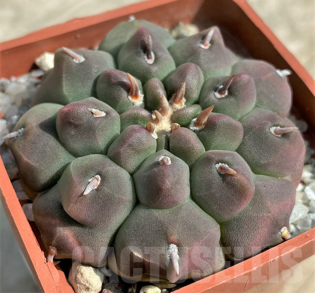 SHPR31727 Gymnocalycium vatteri v. unguispinum