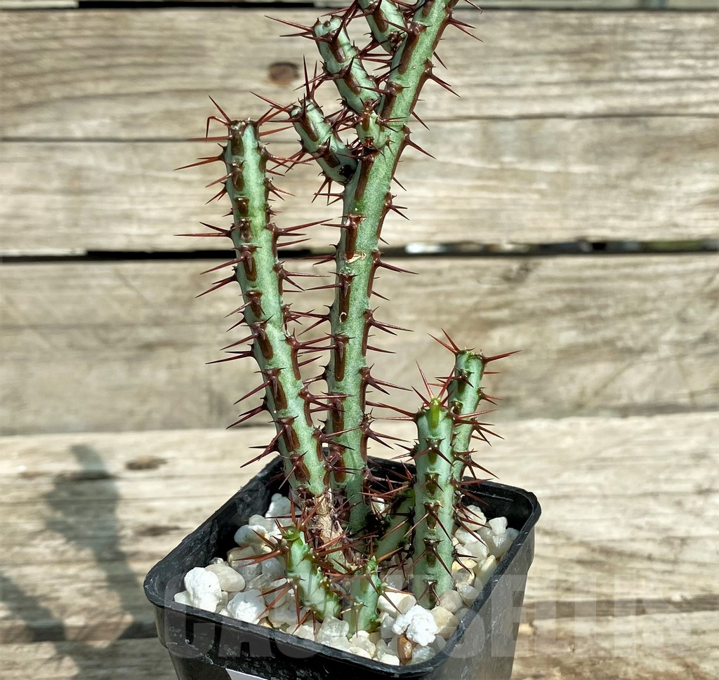 SHPR31728 Euphorbia aeruginosa – Image 2