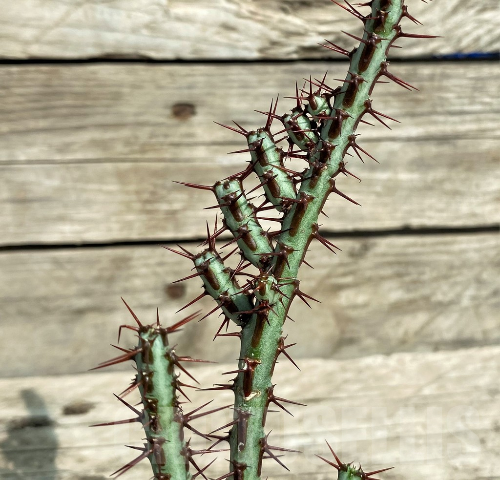SHPR31728 Euphorbia aeruginosa